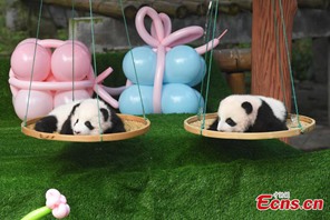 Chongqing: i cuccioli di panda gigante incontrano il pubblico