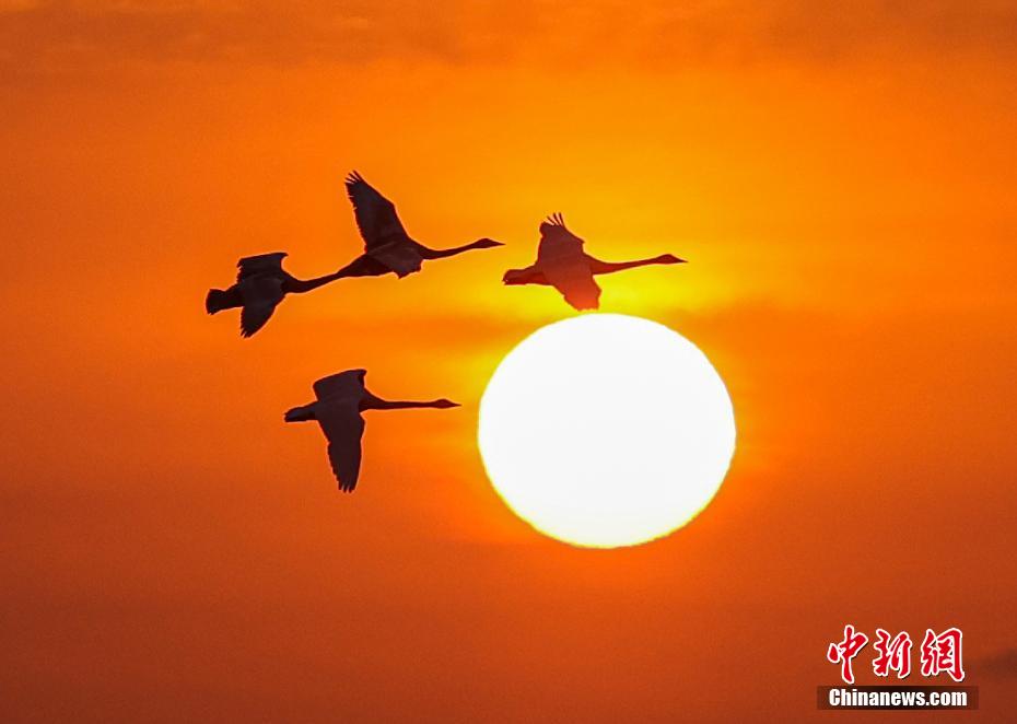 Shandong: il posto più grande dell'Asia per il riposo invernale di cigni selvatici
