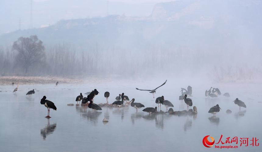 Cicogne nere a Jingxing, Hebei, per l'inverno