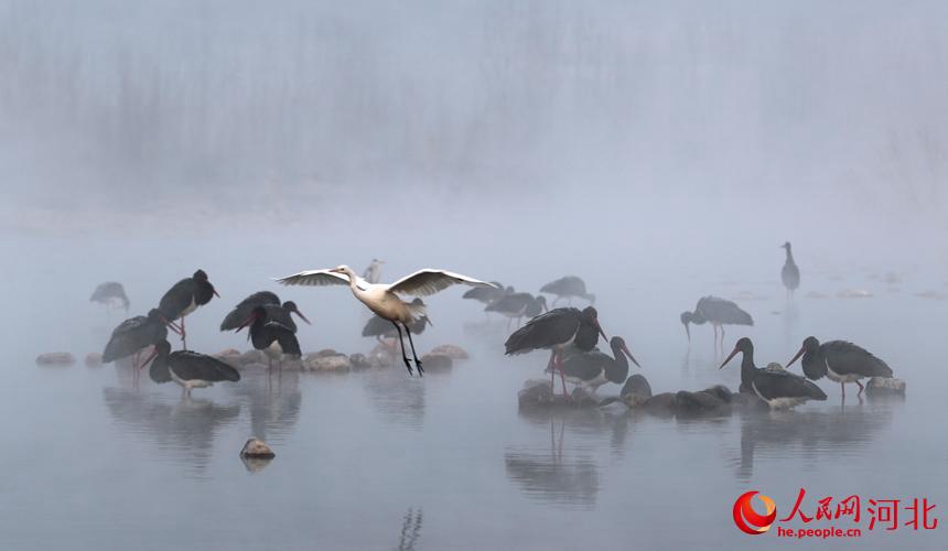 Cicogne nere a Jingxing, Hebei, per l'inverno