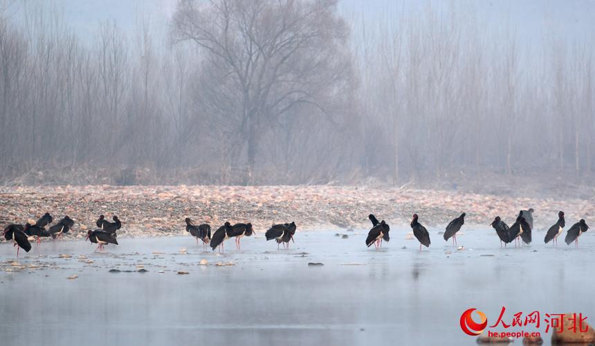 Cicogne nere a Jingxing, Hebei, per l'inverno