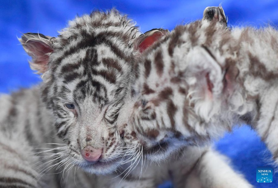 Cuccioli di tigre bianca fanno il loro debutto a Guangzhou