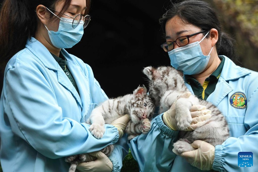 Cuccioli di tigre bianca fanno il loro debutto a Guangzhou