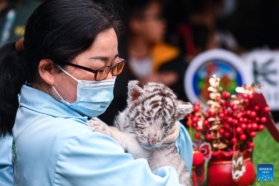 Cuccioli di tigre bianca fanno il loro debutto a Guangzhou