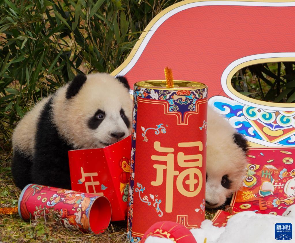 Venti cuccioli di panda gigante celebrano il Capodanno cinese e danno il benvenuto alle Olimpiadi Invernali di Beijing