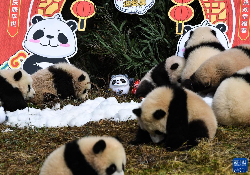 Venti cuccioli di panda gigante celebrano il Capodanno cinese e danno il benvenuto alle Olimpiadi Invernali di Beijing