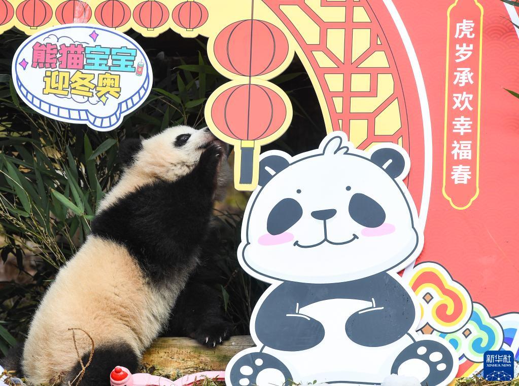 Venti cuccioli di panda gigante celebrano il Capodanno cinese e danno il benvenuto alle Olimpiadi Invernali di Beijing