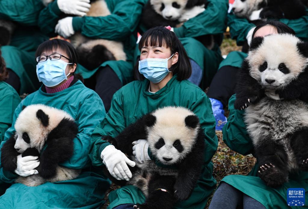 Venti cuccioli di panda gigante celebrano il Capodanno cinese e danno il benvenuto alle Olimpiadi Invernali di Beijing