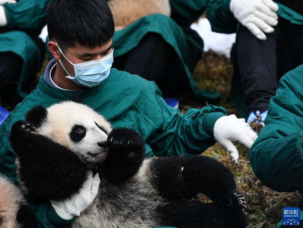 Venti cuccioli di panda gigante celebrano il Capodanno cinese e danno il benvenuto alle Olimpiadi Invernali di Beijing