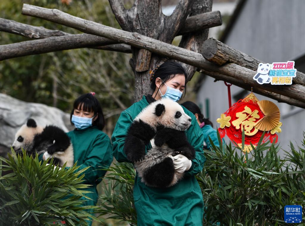 Venti cuccioli di panda gigante celebrano il Capodanno cinese e danno il benvenuto alle Olimpiadi Invernali di Beijing