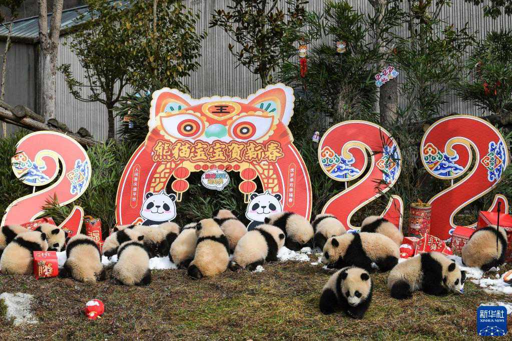 Venti cuccioli di panda gigante celebrano il Capodanno cinese e danno il benvenuto alle Olimpiadi Invernali di Beijing