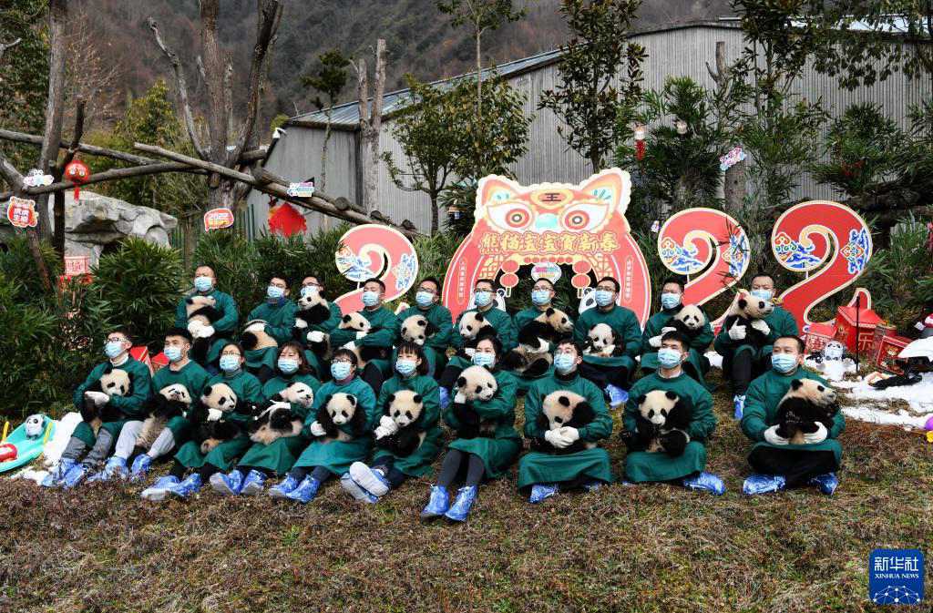 Venti cuccioli di panda gigante celebrano il Capodanno cinese e danno il benvenuto alle Olimpiadi Invernali di Beijing