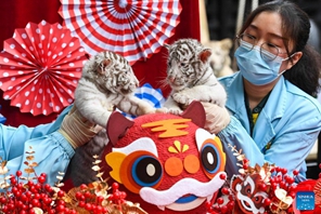 Cuccioli di tigre bianca fanno il loro debutto a Guangzhou