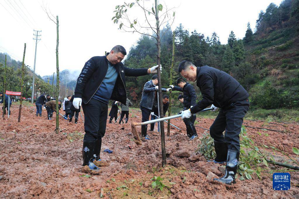 Guizhou, piantare alberi per rendere più verde il nuovo anno