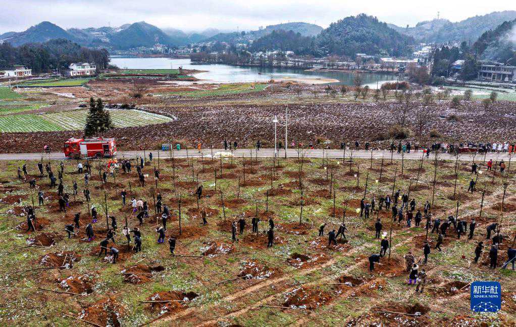 Guizhou, piantare alberi per rendere più verde il nuovo anno