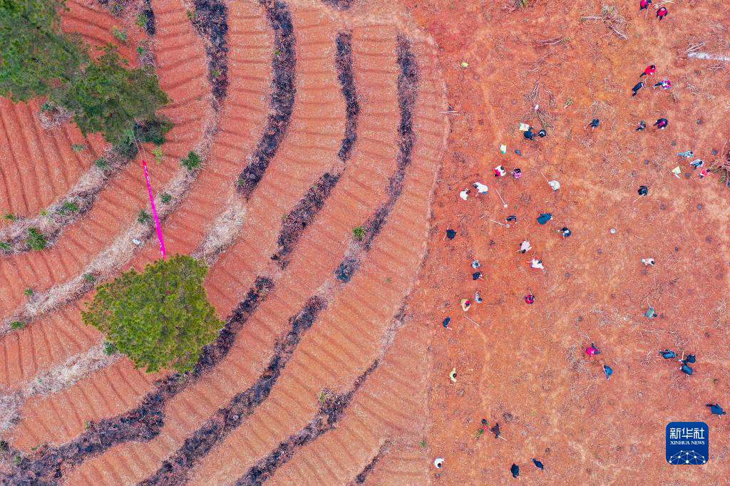 Guizhou, piantare alberi per rendere più verde il nuovo anno