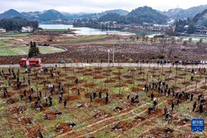 Guizhou, piantare alberi per rendere più verde il nuovo anno