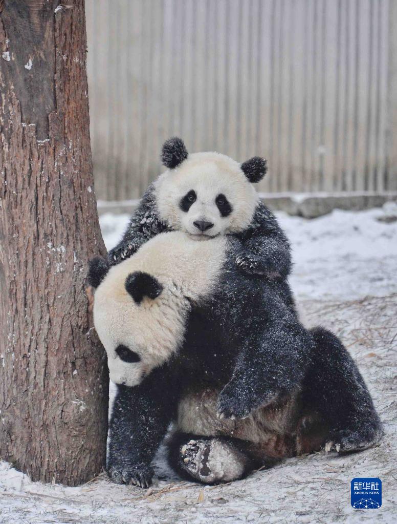 Panda gigante gioca con la neve
