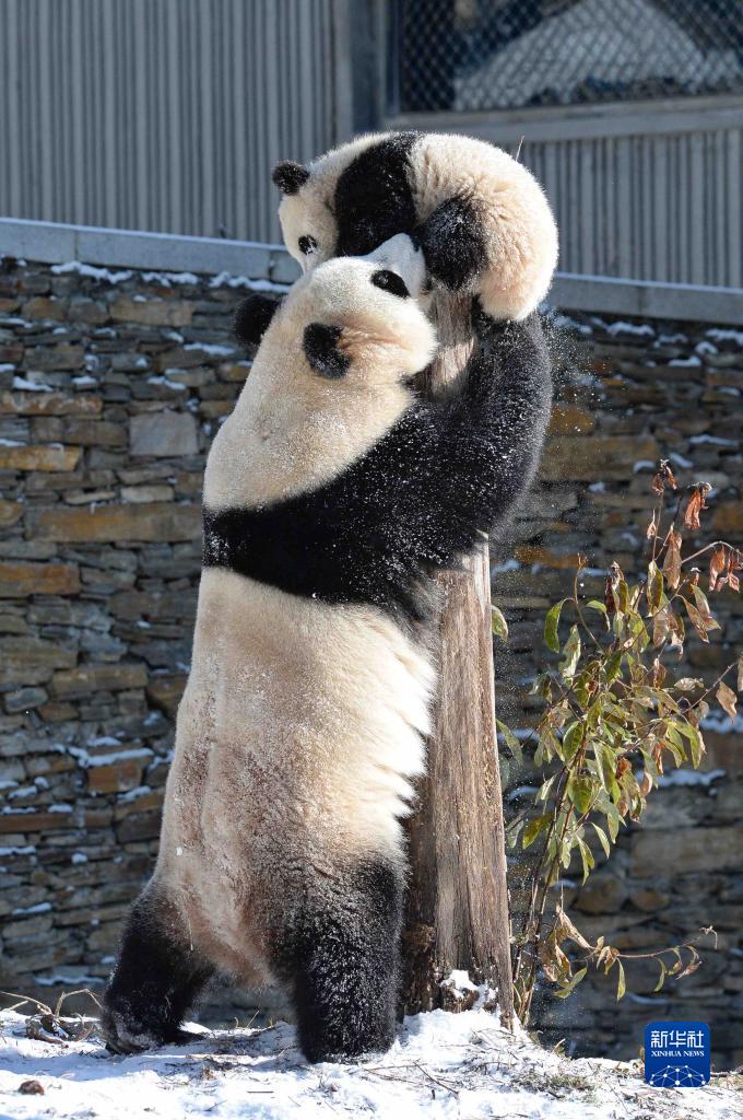 Panda gigante gioca con la neve