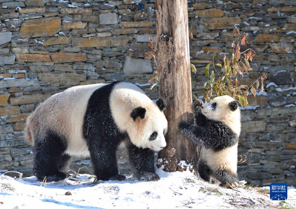 Panda gigante gioca con la neve