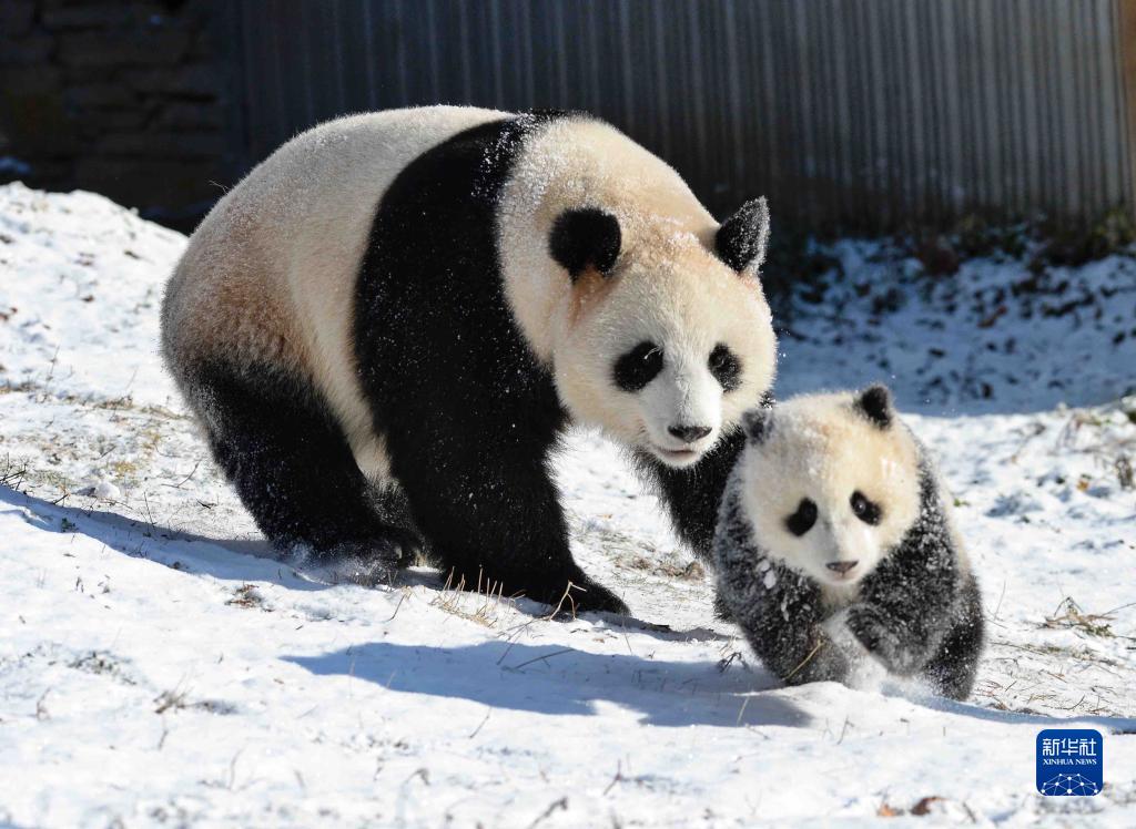 Panda gigante gioca con la neve