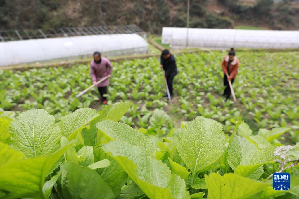 Guizhou: è tornata la primavera