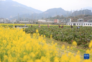 Guizhou: è tornata la primavera
