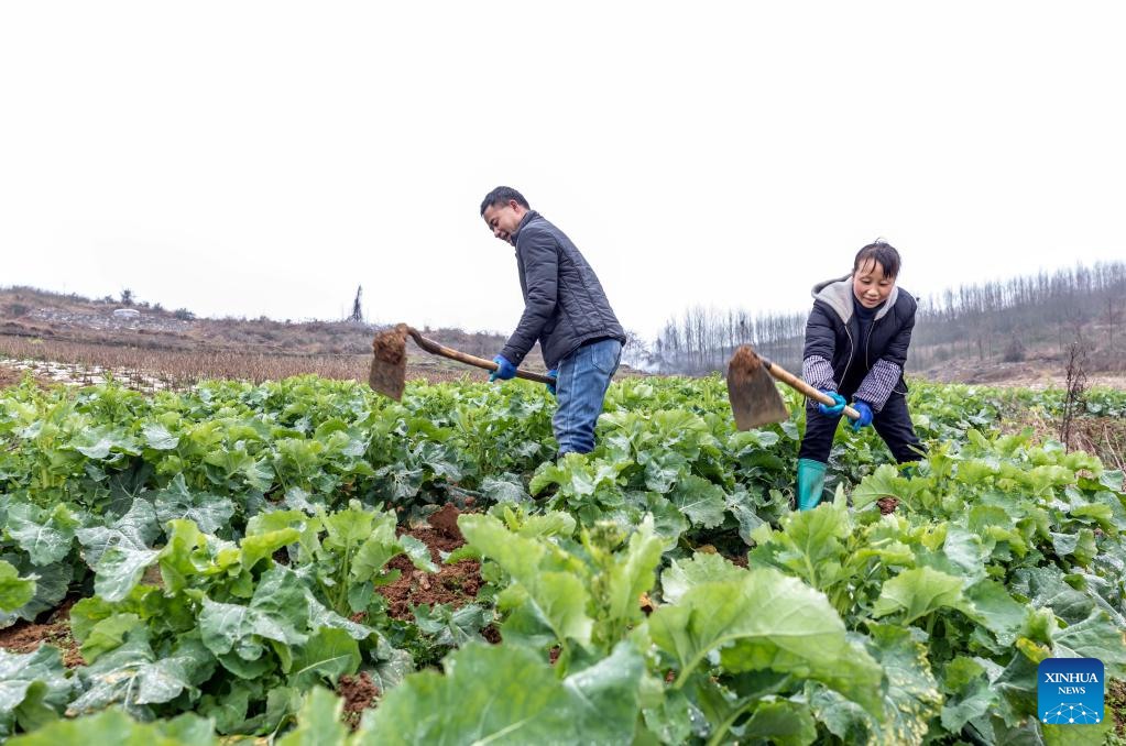 Guizhou: agricoltori impegnati nella produzione agricola primaverile 