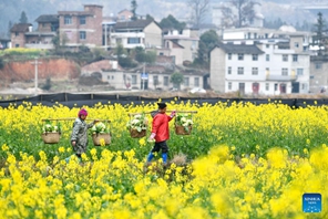Guizhou: agricoltori impegnati nella produzione agricola primaverile 