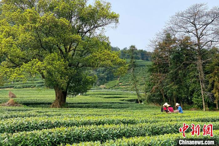 Hangzhou: inizia la raccolta del tè Longjing