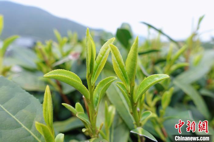Hangzhou: inizia la raccolta del tè Longjing