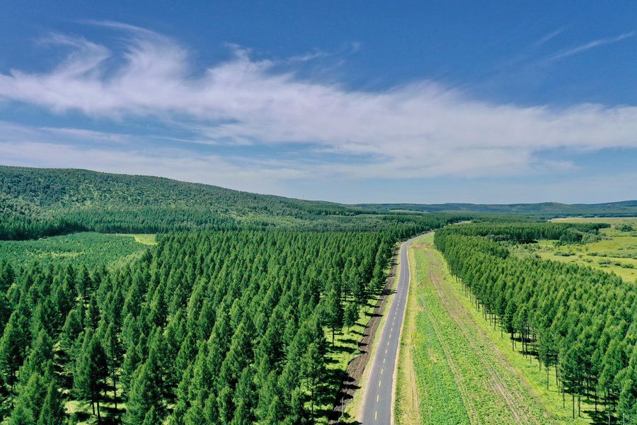 Scenario della fattoria forestale di Saihanba nella provincia dello Hebei, nel nord della Cina. (23 agosto 2021 - Xinhua/Mu Yu)