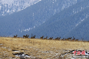 Parco nazionale dei Monti Qilian, aumentano gli animali selvatici