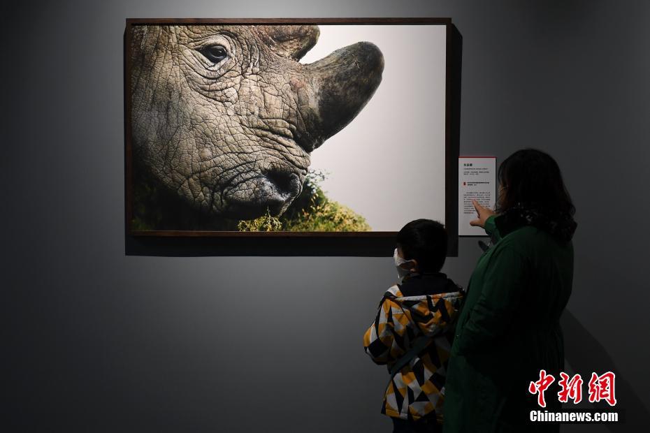 Beijing, mostra fotografica su animali in via di estinzione