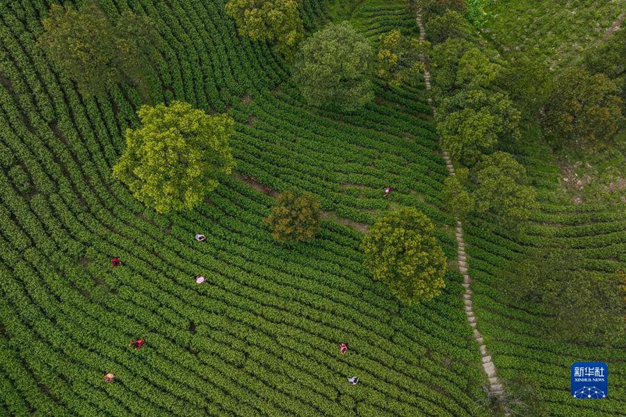 Cina, raccolta del tè precedente il Qingming