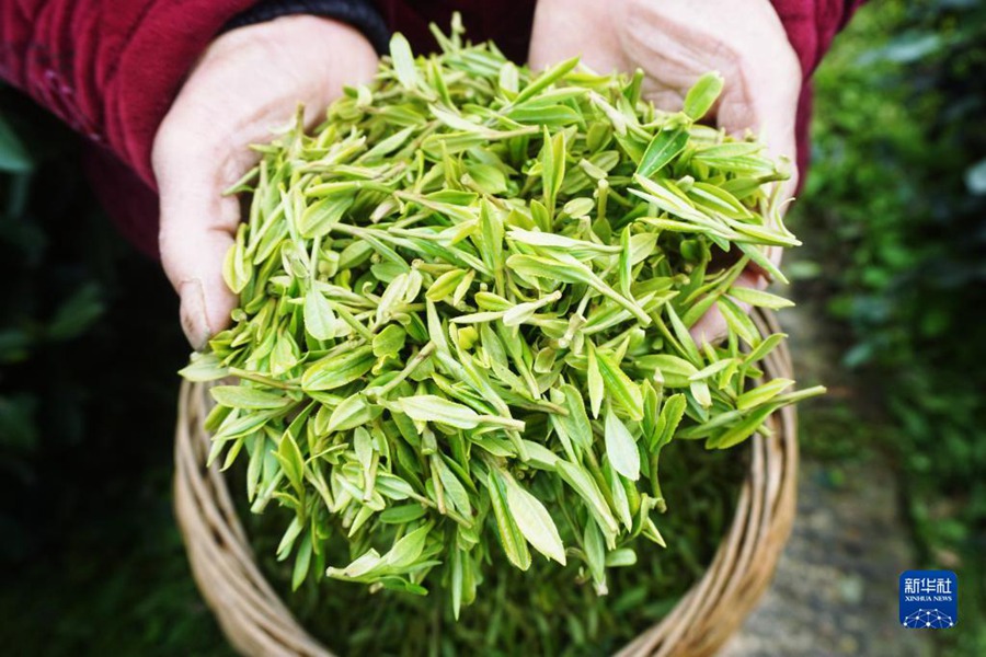 Cina, raccolta del tè precedente il Qingming