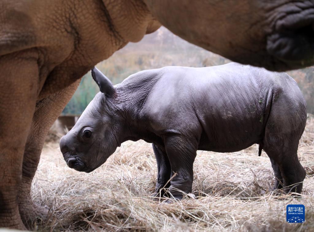 Guangzhou, nato un rinoceronte bianco