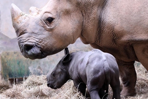 Guangzhou, nato un rinoceronte bianco