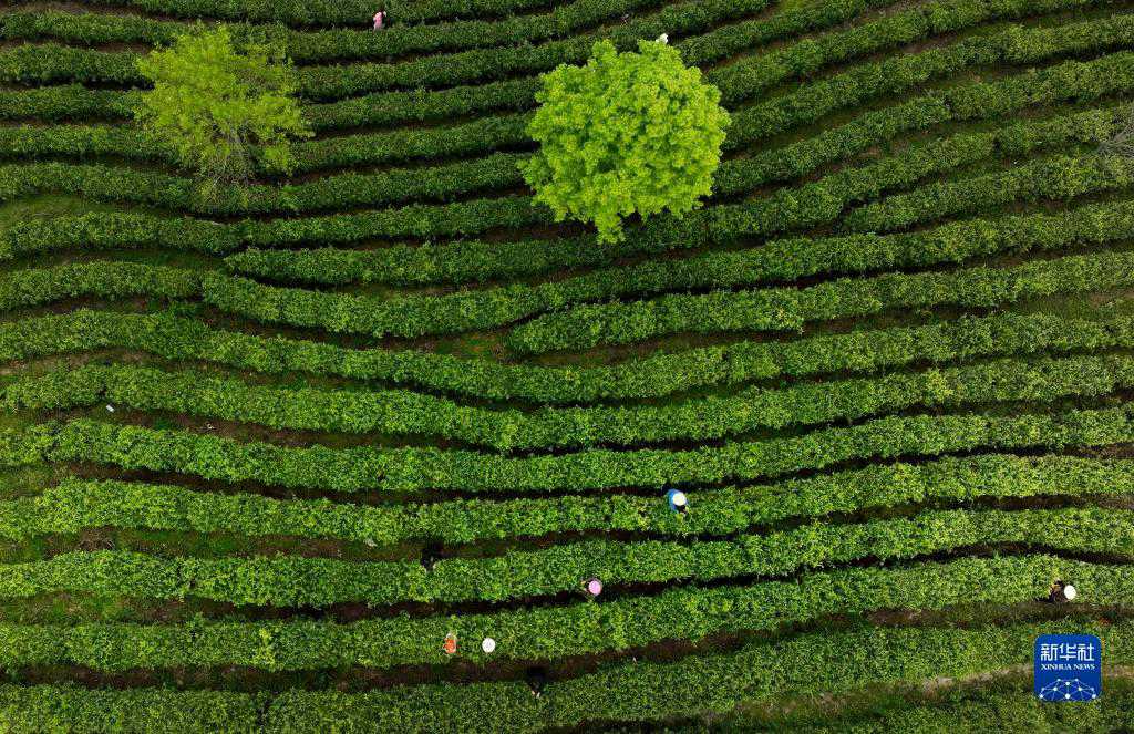 Cina, Shaanxi: il tè, fonte di ricchezza per gli abitanti nella contea di Pingli