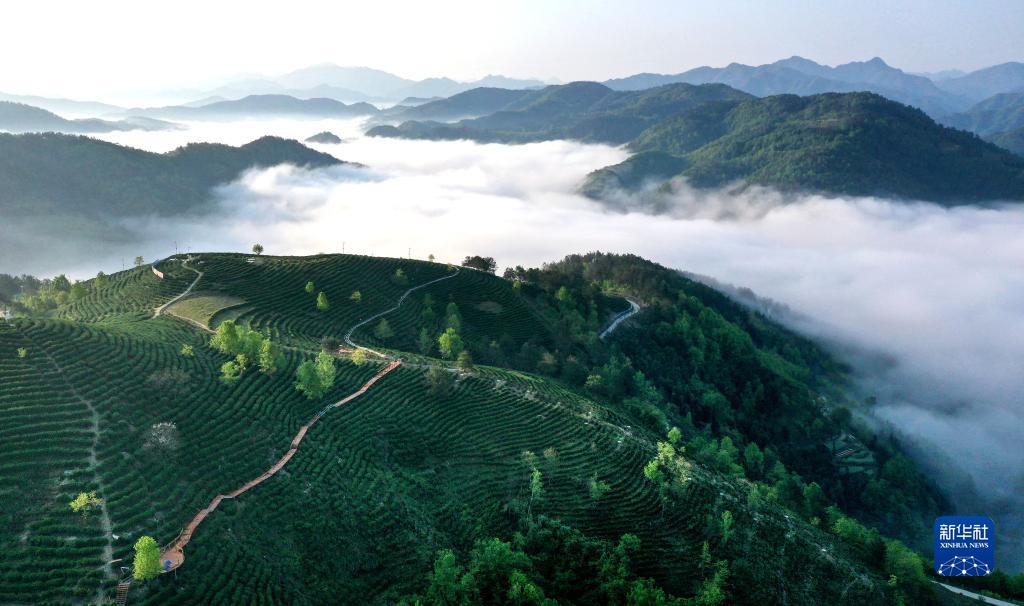 Cina, Shaanxi: il tè, fonte di ricchezza per gli abitanti nella contea di Pingli