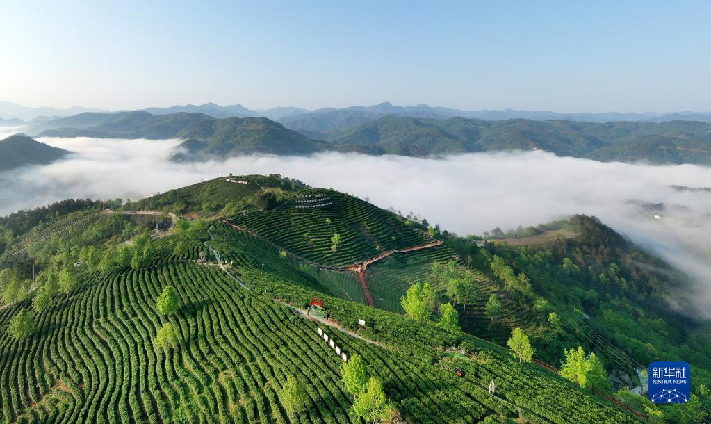 Cina, Shaanxi: il tè, fonte di ricchezza per gli abitanti nella contea di Pingli