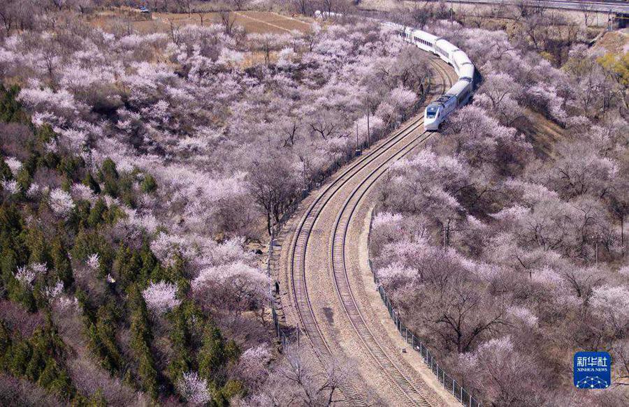 Beijing, si godono il mare dei fiori sul treno suburbano