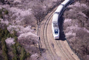 Beijing, si godono il mare dei fiori sul treno suburbano