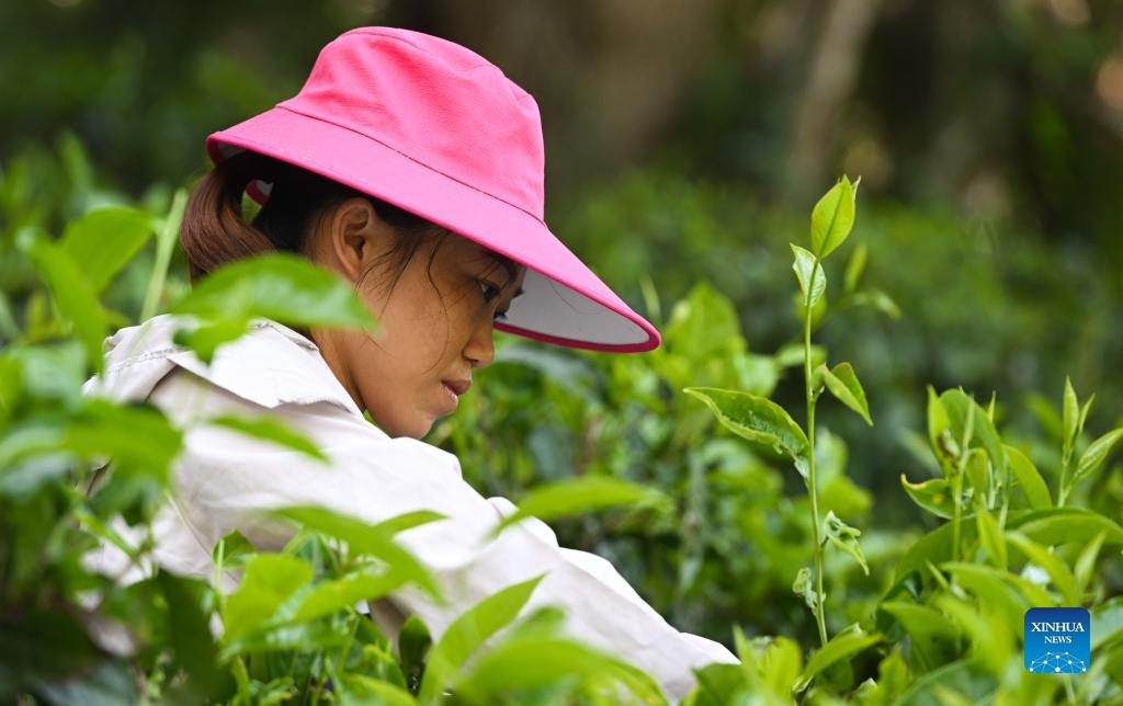 Hainan, combinare la cultura di tè con il turismo rurale