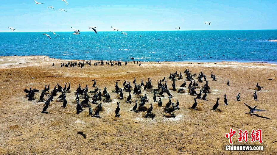 Lago Qinghai, tornano gli uccelli migratori