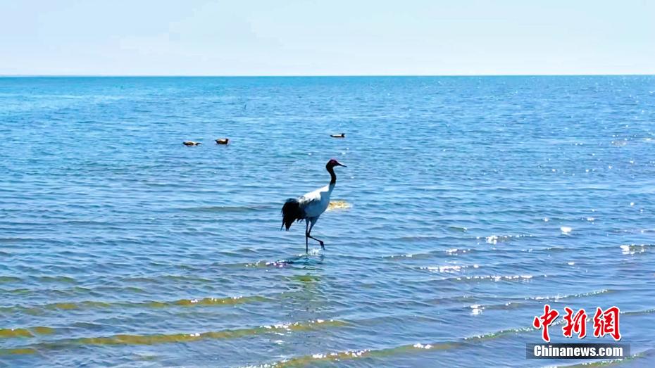 Lago Qinghai, tornano gli uccelli migratori