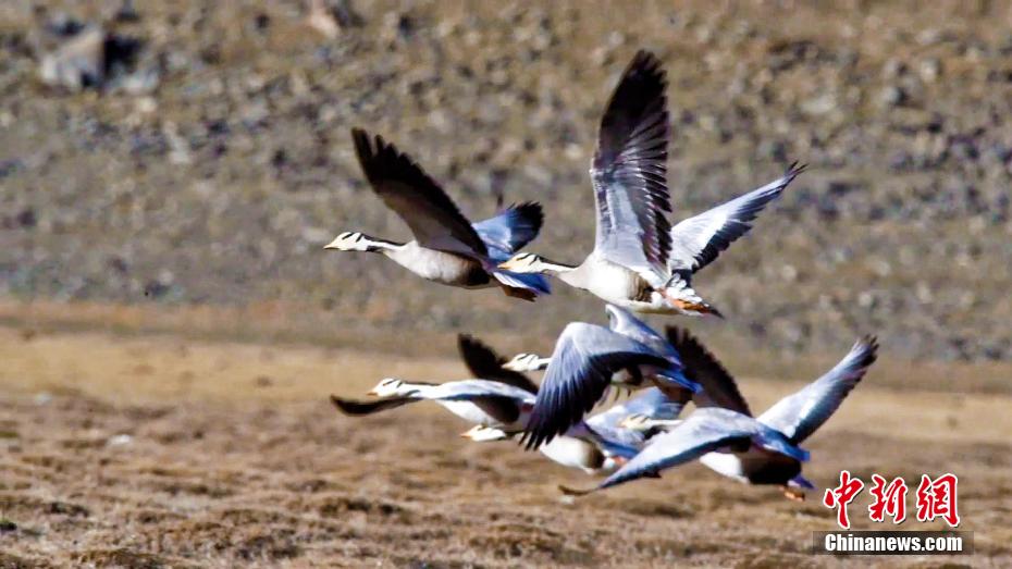 Lago Qinghai, tornano gli uccelli migratori