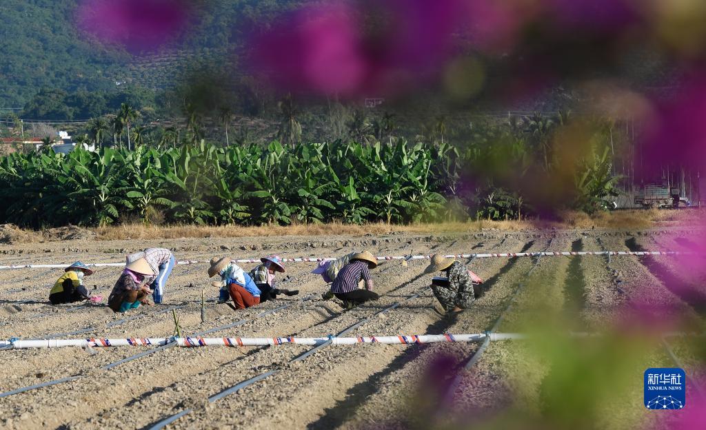 Alla scoperta del Laboratorio di Semi di Baia Yazhou