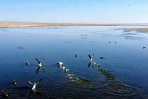 Lago Qinghai, tornano gli uccelli migratori