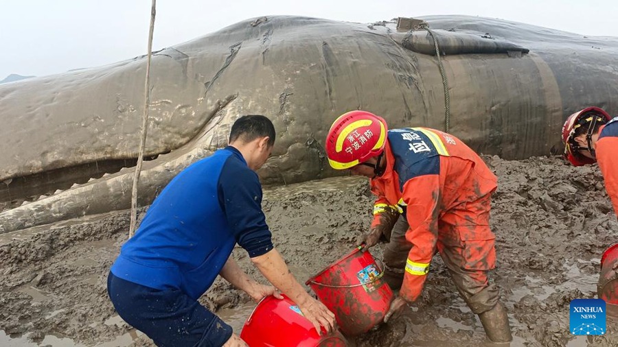 Zhejiang: soccorritori aiutano capodoglio arenato a tornare in mare 